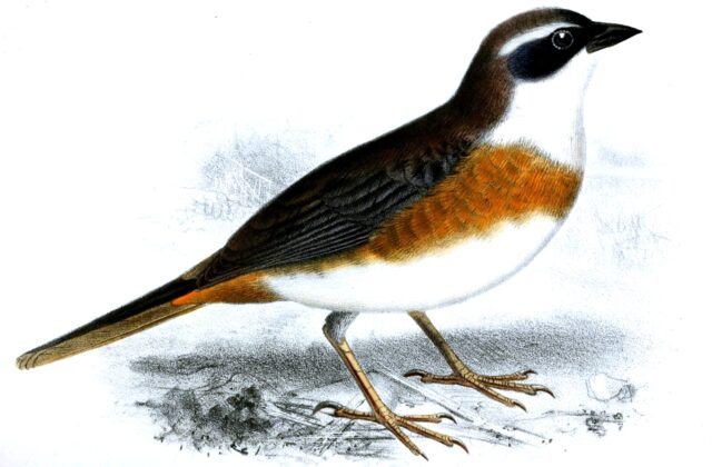 Chestnut-breasted Mountain Finch