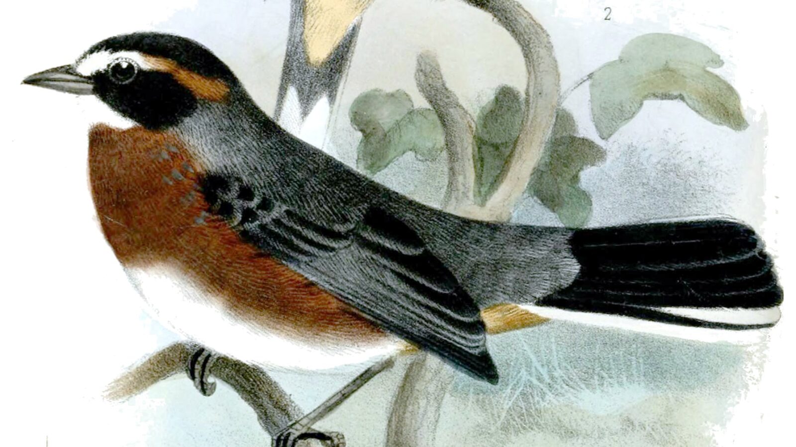 Black-and-chestnut Warbling Finch
