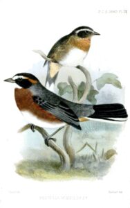 Black-and-chestnut Warbling Finch