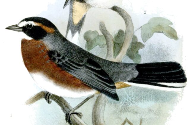 Black-and-chestnut Warbling Finch