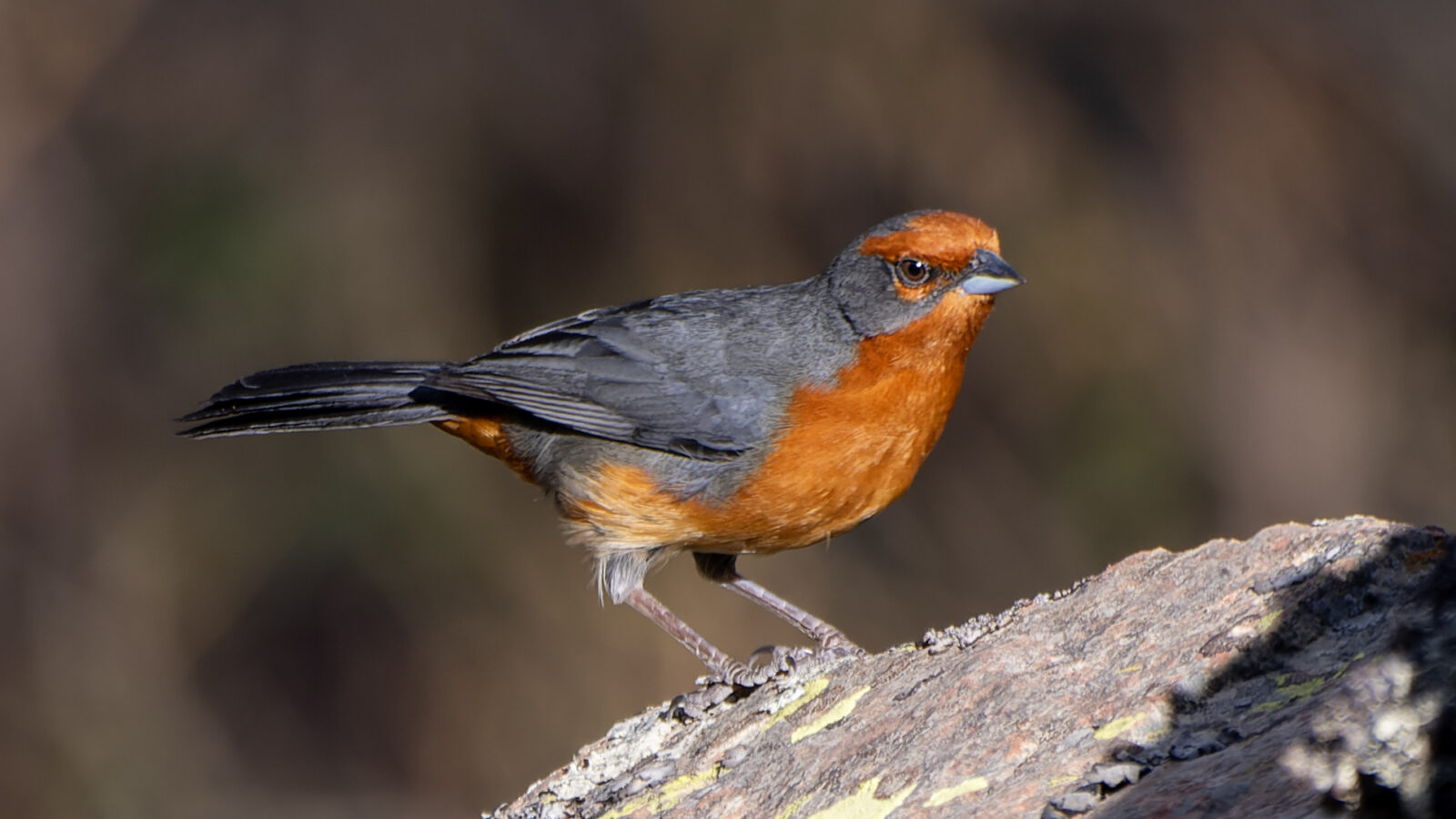Cochabamba Mountain Finch