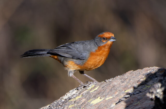 Cochabamba Mountain Finch