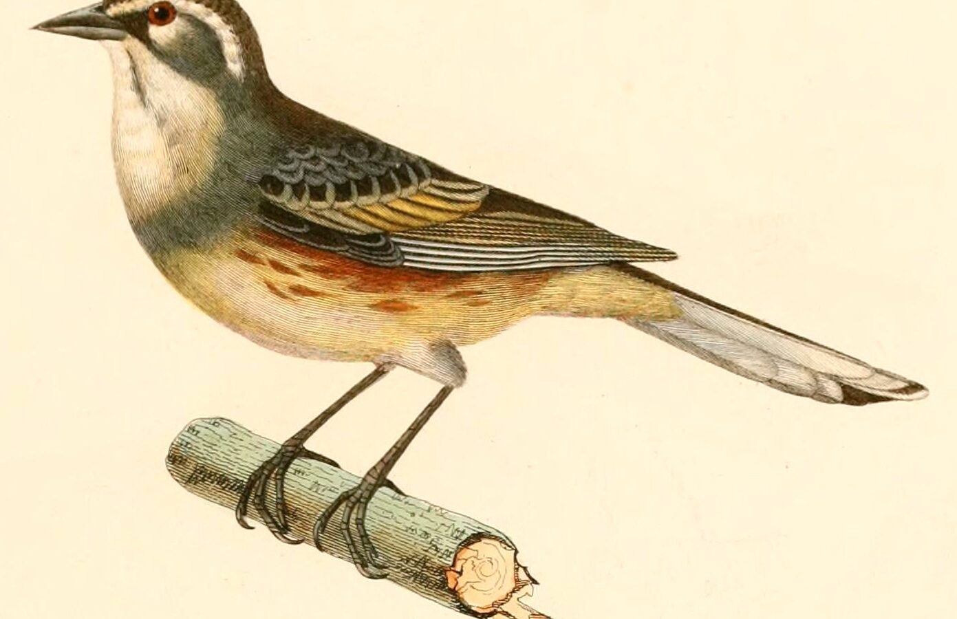 Rufous-sided Warbling Finch