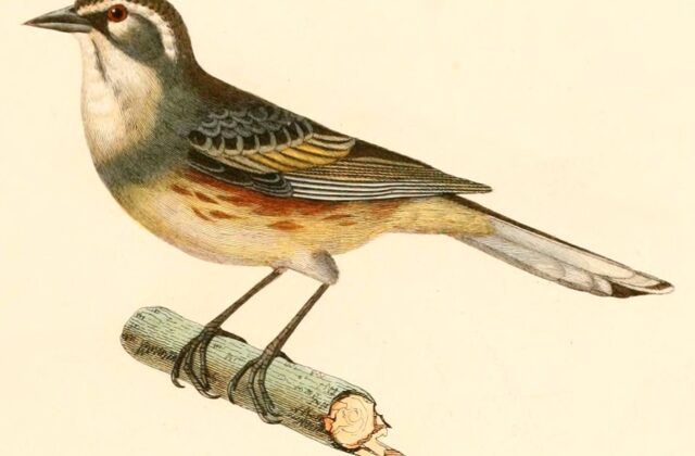 Rufous-sided Warbling Finch