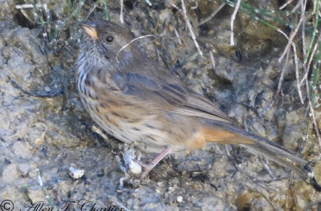 Rufous-breasted Warbling Finch