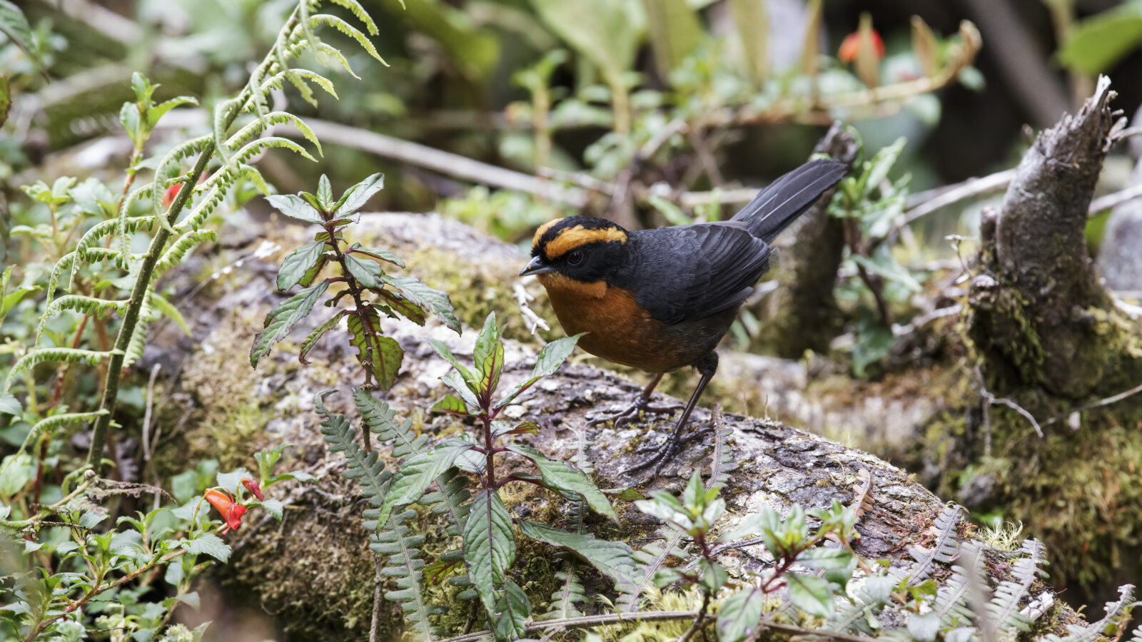 Rufous-browed Hemispingus