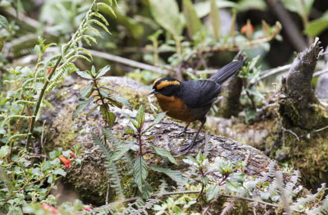 Rufous-browed Hemispingus