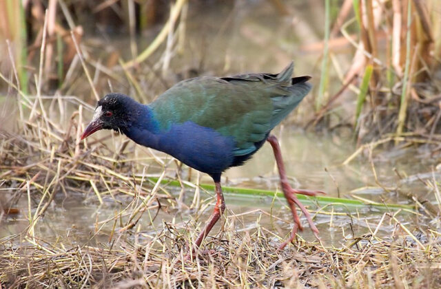 Allen’s Gallinule