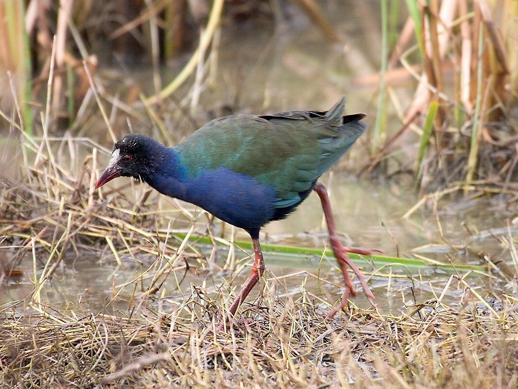 Allen’s Gallinule