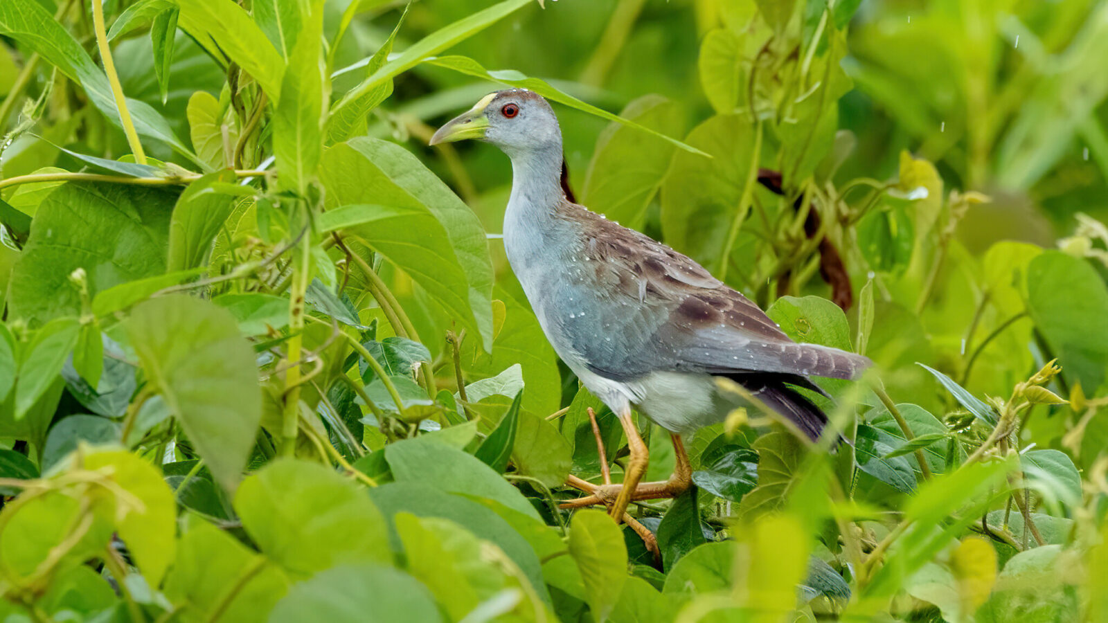 Azure Gallinule