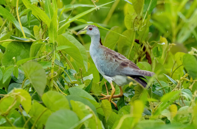 Azure Gallinule