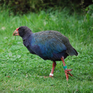 South Island Takahe