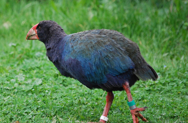 South Island Takahe