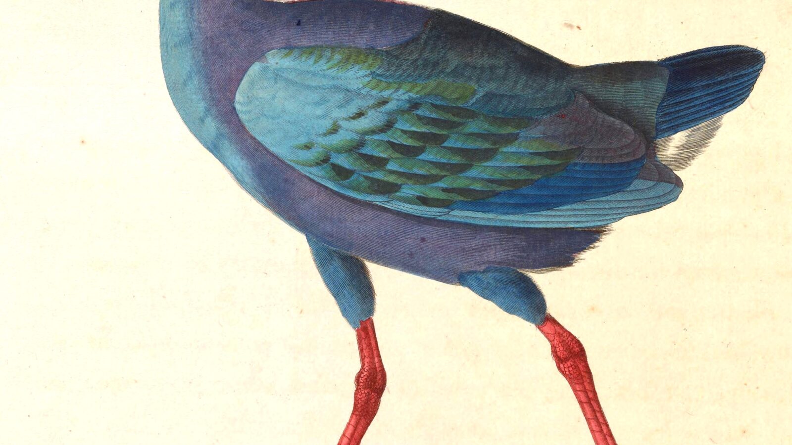 Black-backed Swamphen