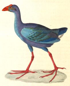 Black-backed Swamphen