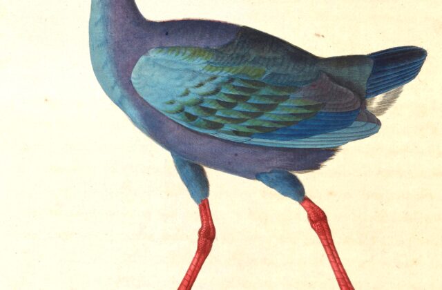 Black-backed Swamphen