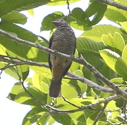 Purple-throated Cotinga