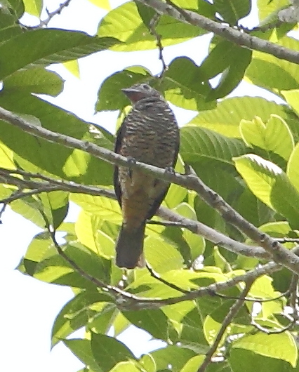 Purple-throated Cotinga