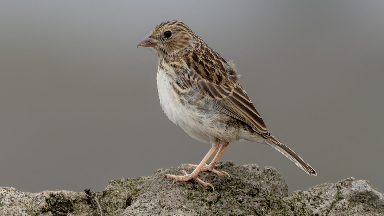 Band-tailed Sierra Finch