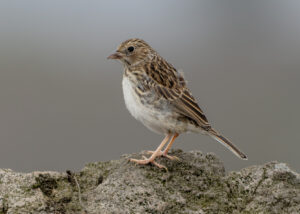Band-tailed Sierra Finch