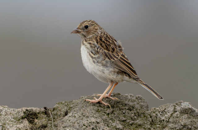 Band-tailed Sierra Finch