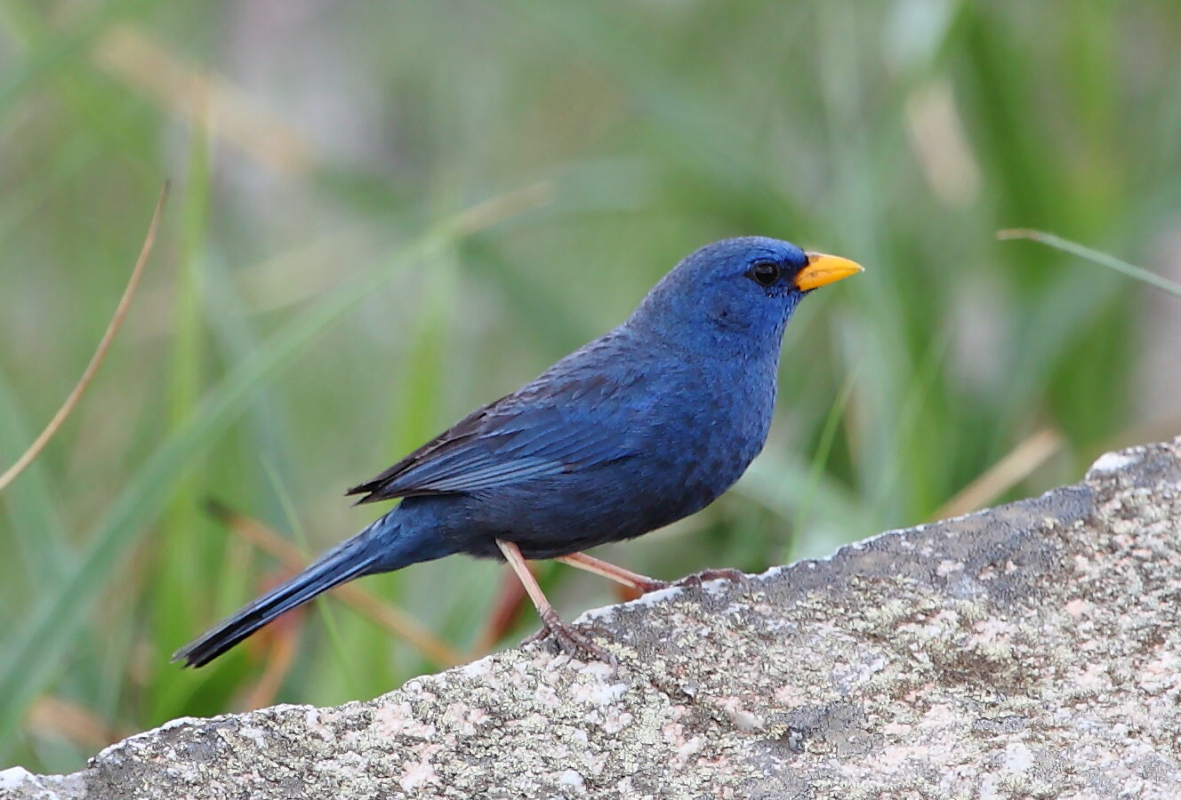 Blue Finch