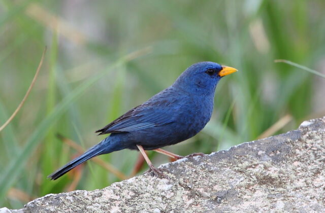 Blue Finch