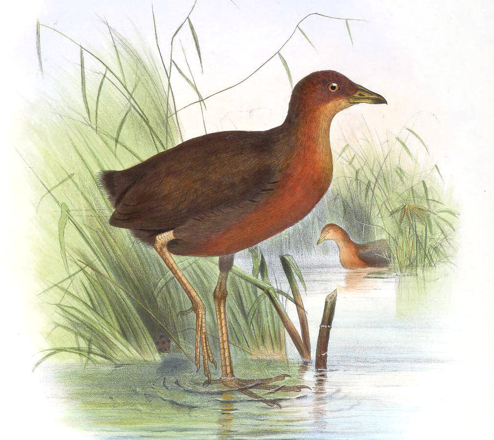 Chestnut-headed Crake