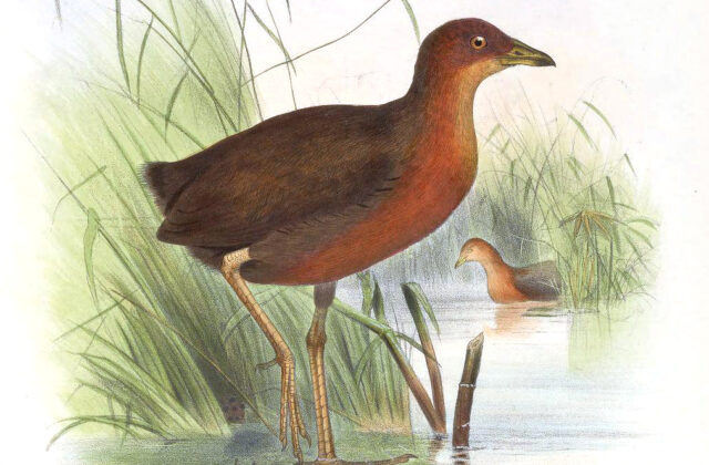 Chestnut-headed Crake