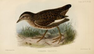 Swinhoe’s Rail