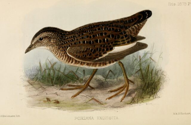 Swinhoe’s Rail