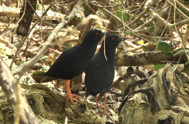 Henderson Crake