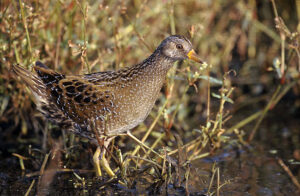 Spotted Crake