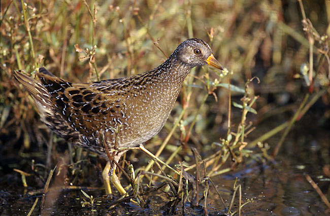 Spotted Crake