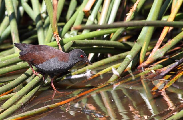 Spotless Crake