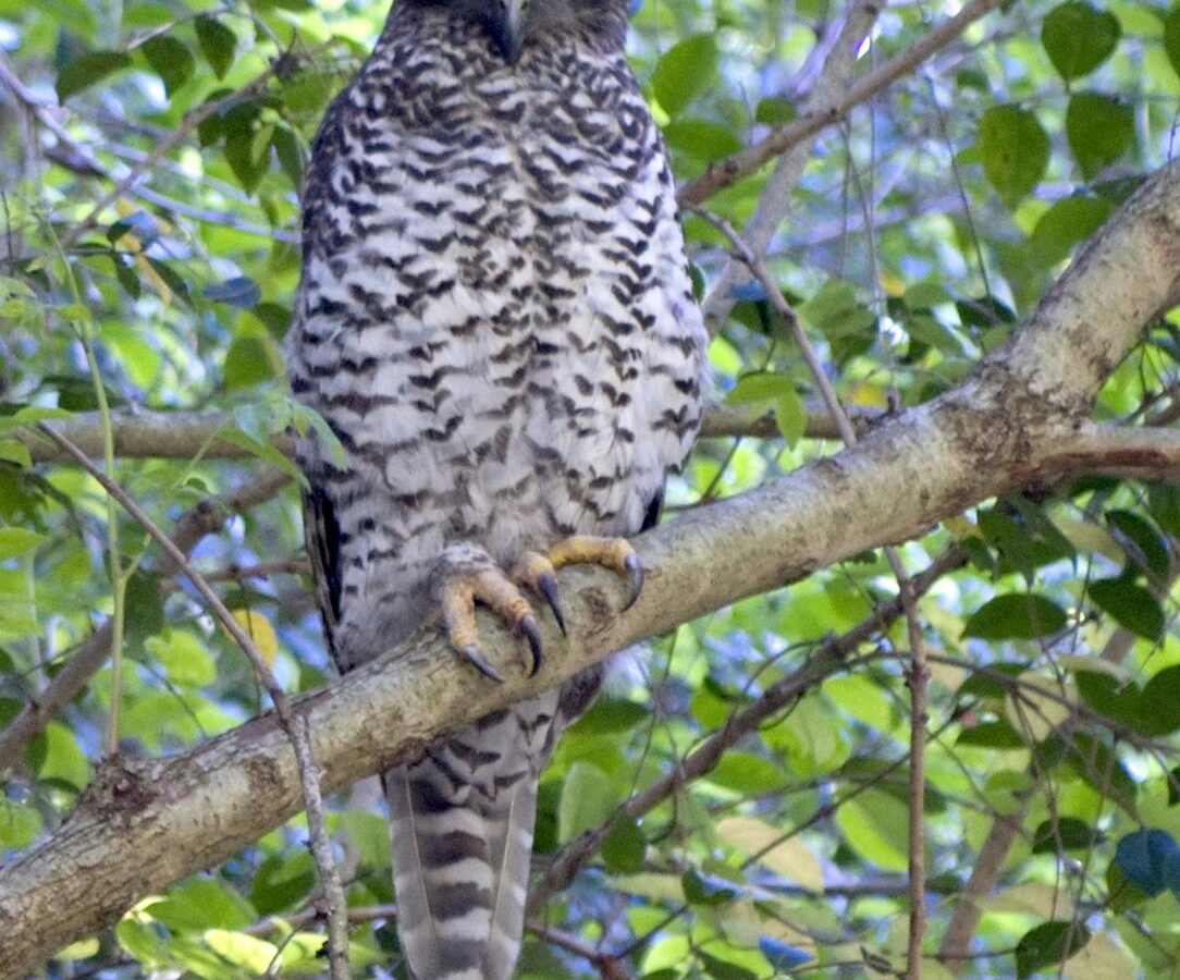 Powerful Owl