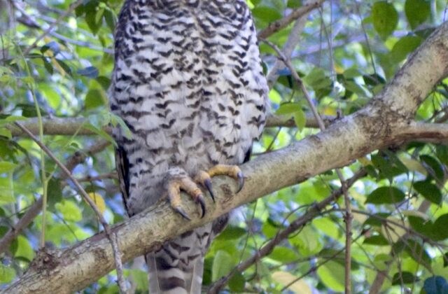 Powerful Owl