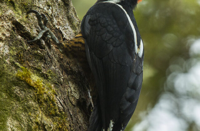 Powerful Woodpecker