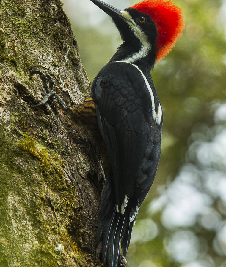 Powerful Woodpecker