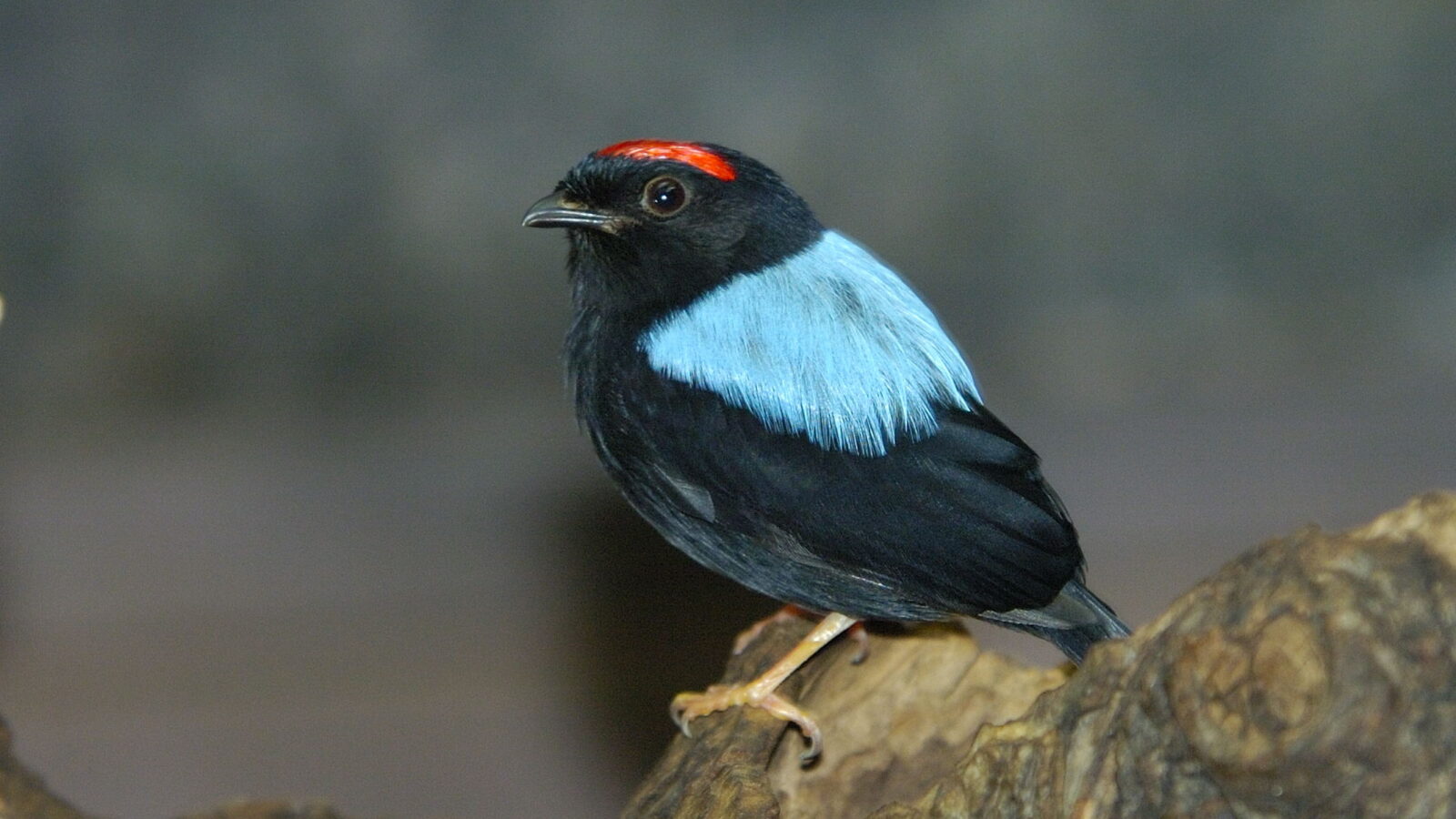 Blue-backed Manakin