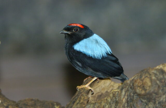Blue-backed Manakin