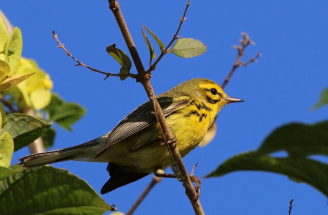 Prairie Warbler