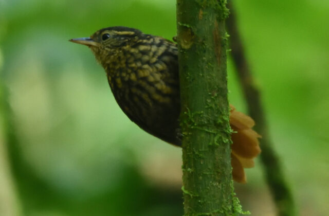 Rusty-winged Barbtail