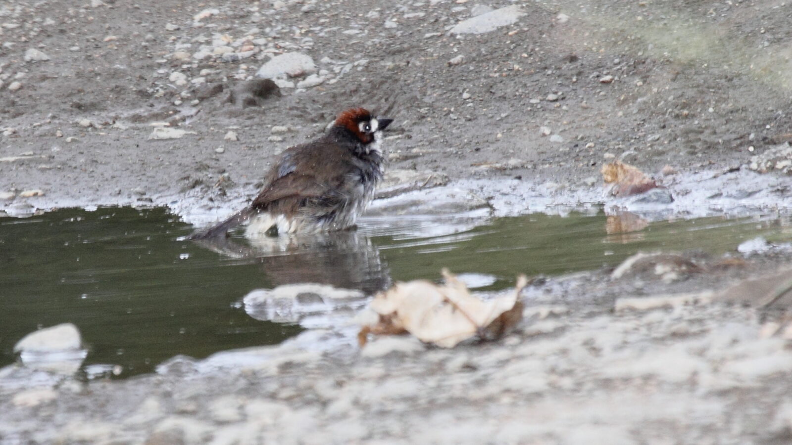 Prevost’s Ground Sparrow