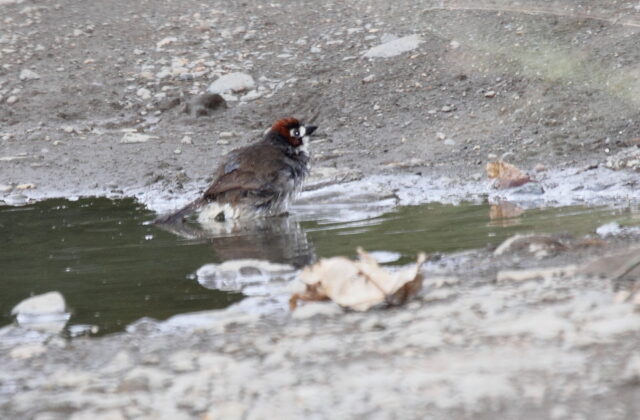 Prevost’s Ground Sparrow