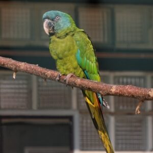 Blue-headed Macaw