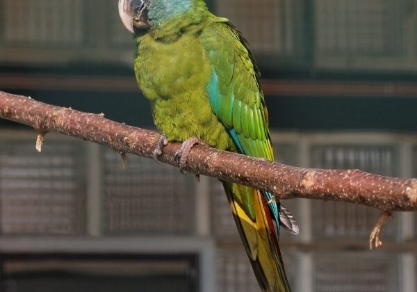 Blue-headed Macaw