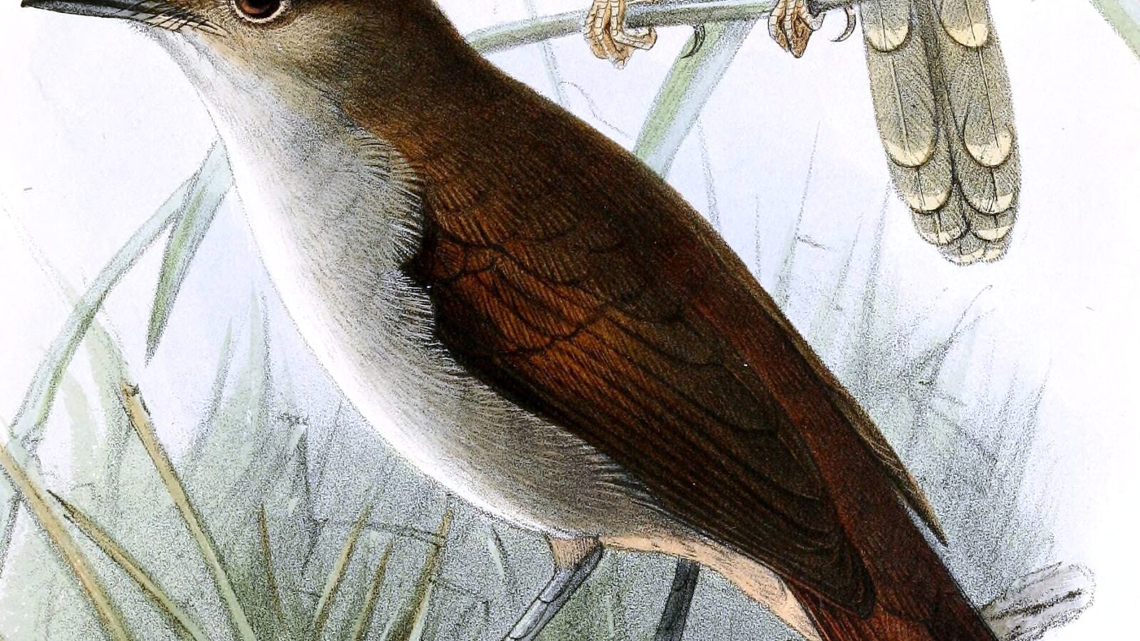 White-chested Babbler