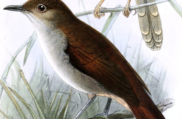 White-chested Babbler