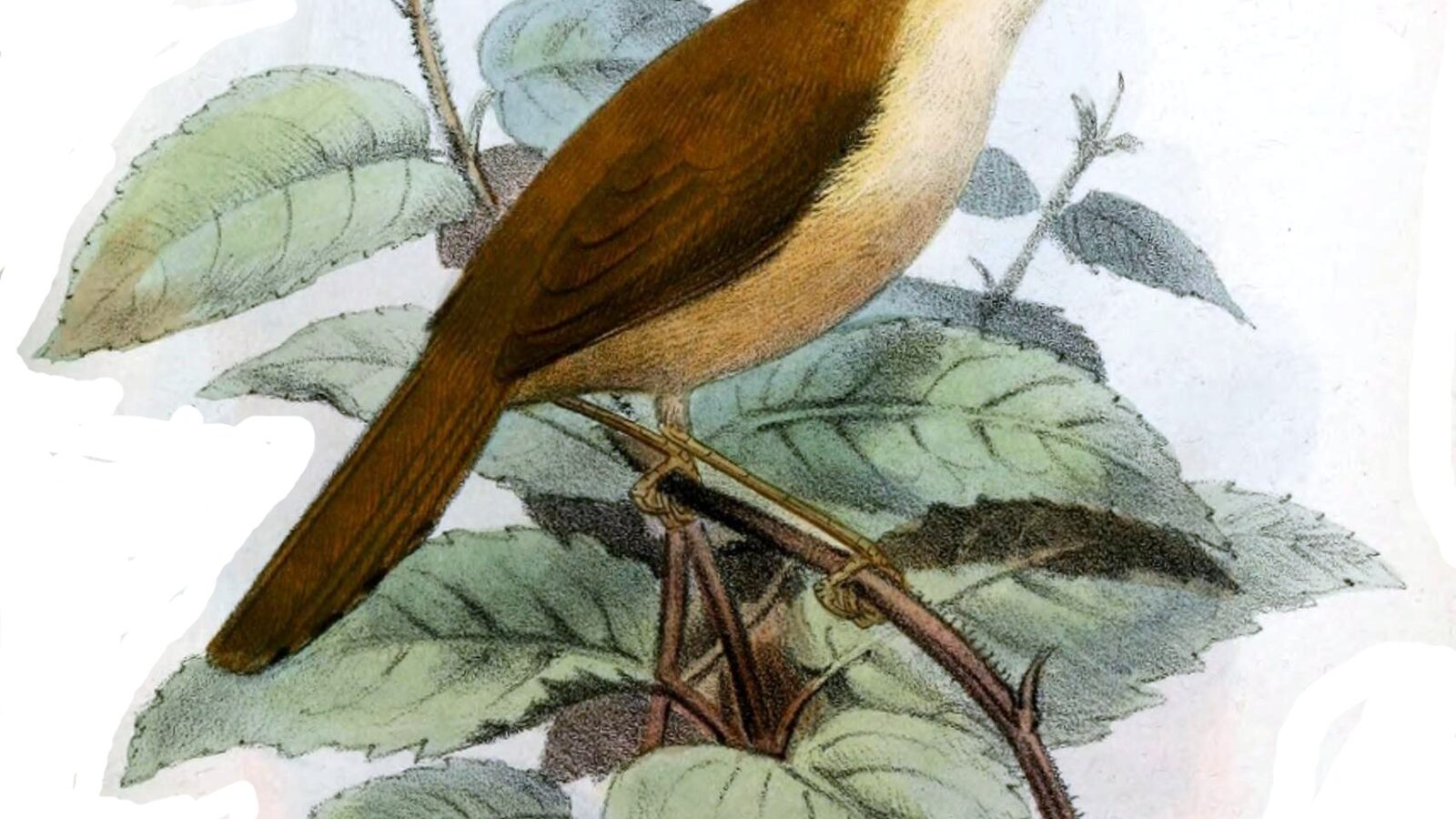 Grey-crowned Prinia